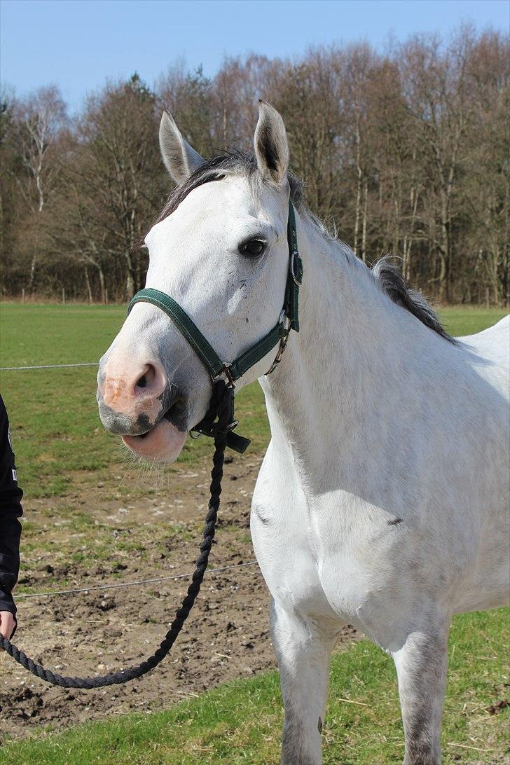 Hollandsk Sportspony Moonlight - Smukke Moonlight <3 Foto: Mig (Bettina) billede 2