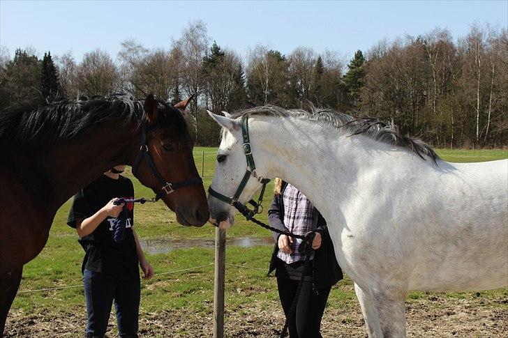 Hollandsk Sportspony Moonlight - Moonlight & Aron :) Foto: Mig (Bettina) billede 9