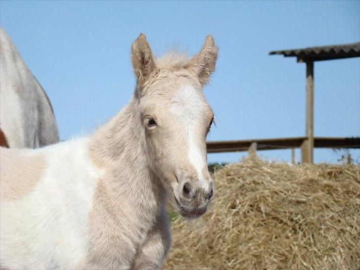 Welsh Partbred (Sec F) Brattensborgs Safran billede 1