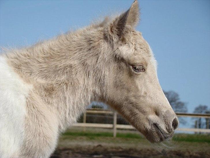 Welsh Partbred (Sec F) Brattensborgs Safran billede 2