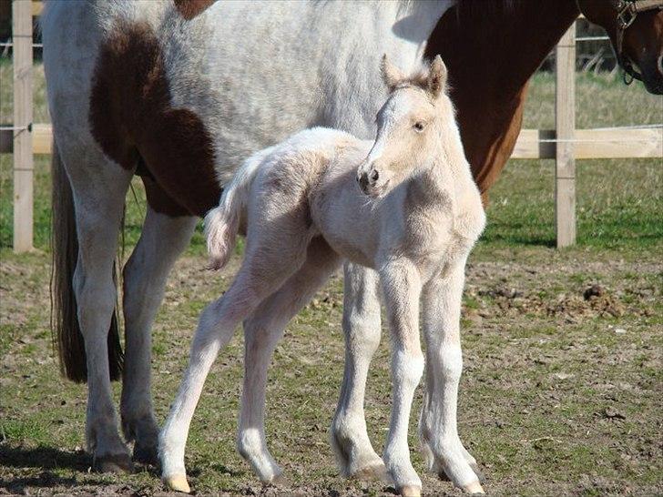 Welsh Partbred (Sec F) Brattensborgs Safran billede 3
