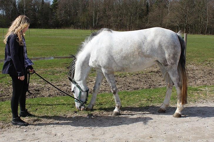 Hollandsk Sportspony Moonlight - Foto: Mig (Bettina) billede 10