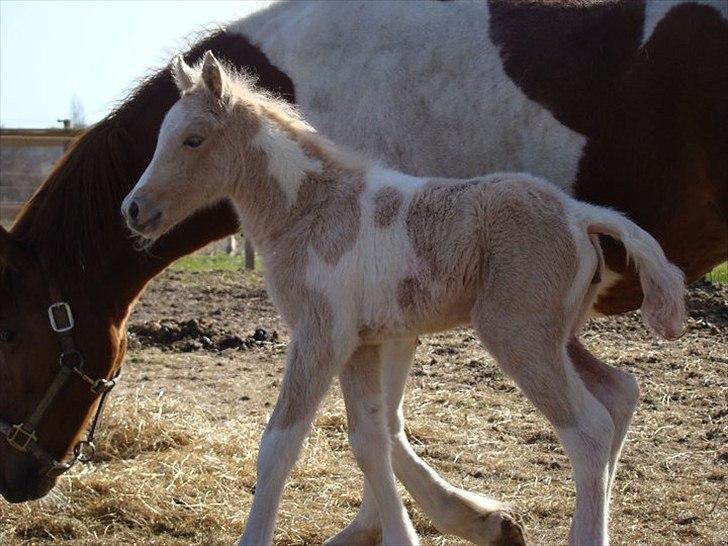 Welsh Partbred (Sec F) Brattensborgs Safran billede 4