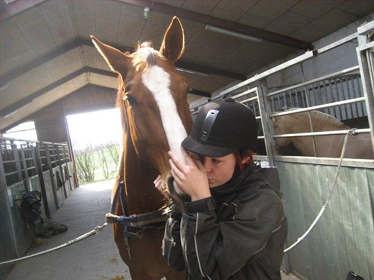 Hannoveraner Orson billede 2