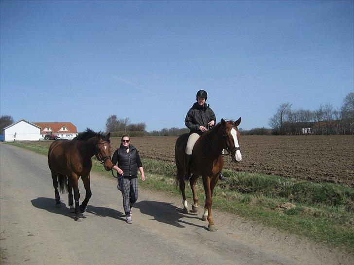 Hannoveraner Orson billede 3