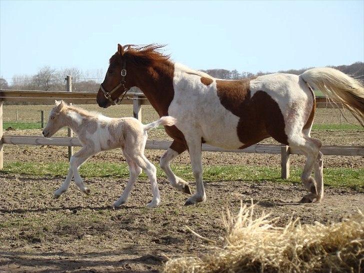 Welsh Partbred (Sec F) Brattensborgs Safran billede 5