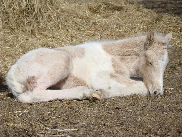 Welsh Partbred (Sec F) Brattensborgs Safran billede 6