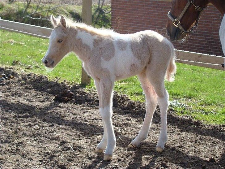 Welsh Partbred (Sec F) Brattensborgs Safran billede 7