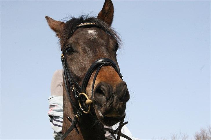 New Forest Holmens Kazai billede 7