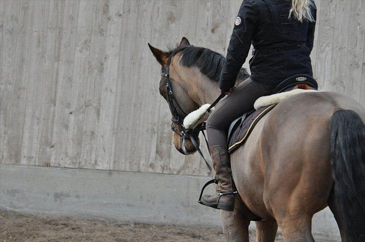 Svensk Varmblod A-tack - Træning hjemme på AAGS billede 5