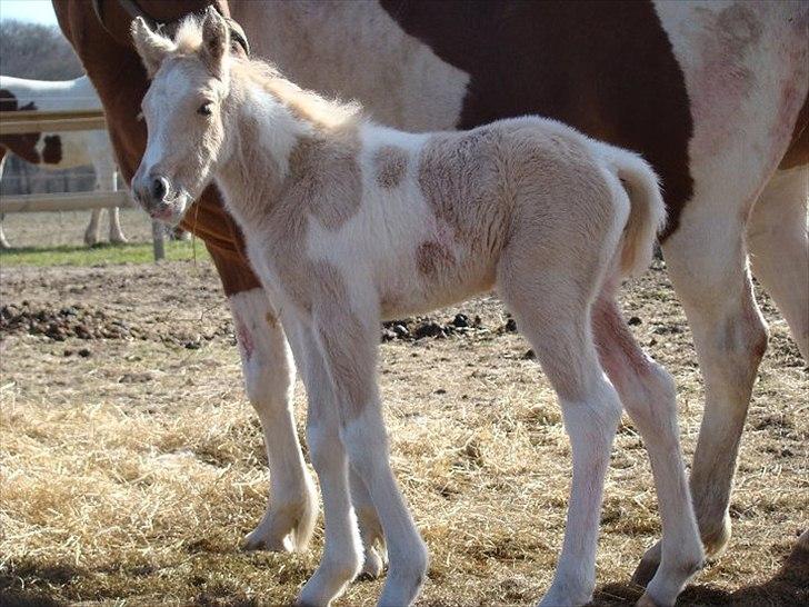 Welsh Partbred (Sec F) Brattensborgs Safran billede 8