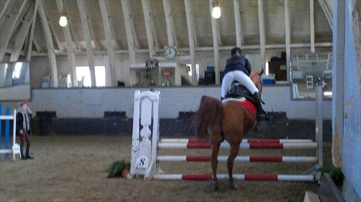 Arabisk fuldblod (OX) Lavina ox *den bedste* - stævne på hørs <3 billede 5