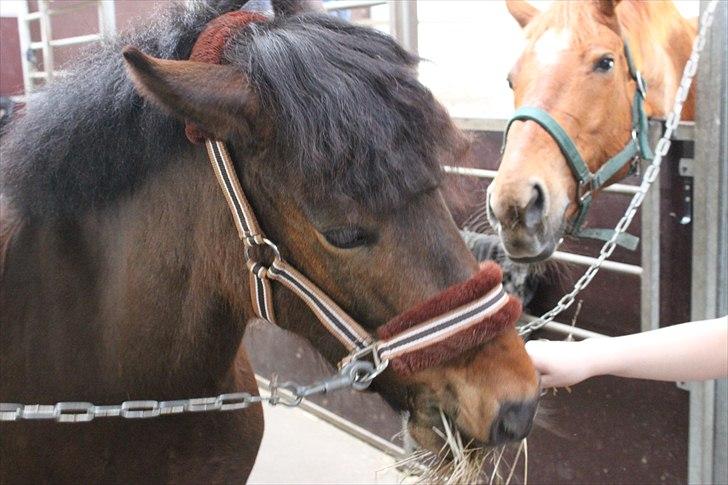 Anden særlig race Nemo - Sur Nemo :) Ej Freja måtte bare ikke få hans mad... billede 3