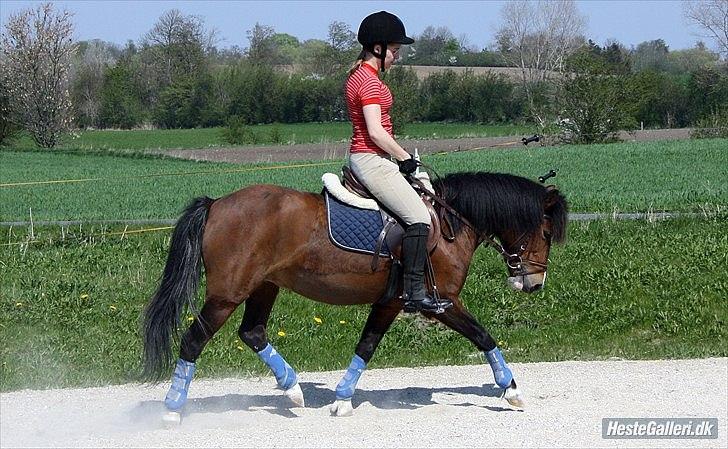 Welsh Partbred (Sec F) Cookie - FOTO: Sabrine G. Andersen (Brine - Team Gadehøj) | Flæske kan også dressur :p <33 billede 19