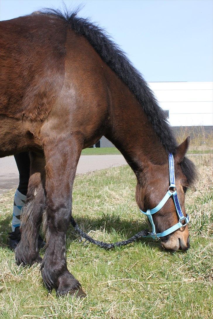 Anden særlig race Nemo - Nemo græsser lige lidt billede 9