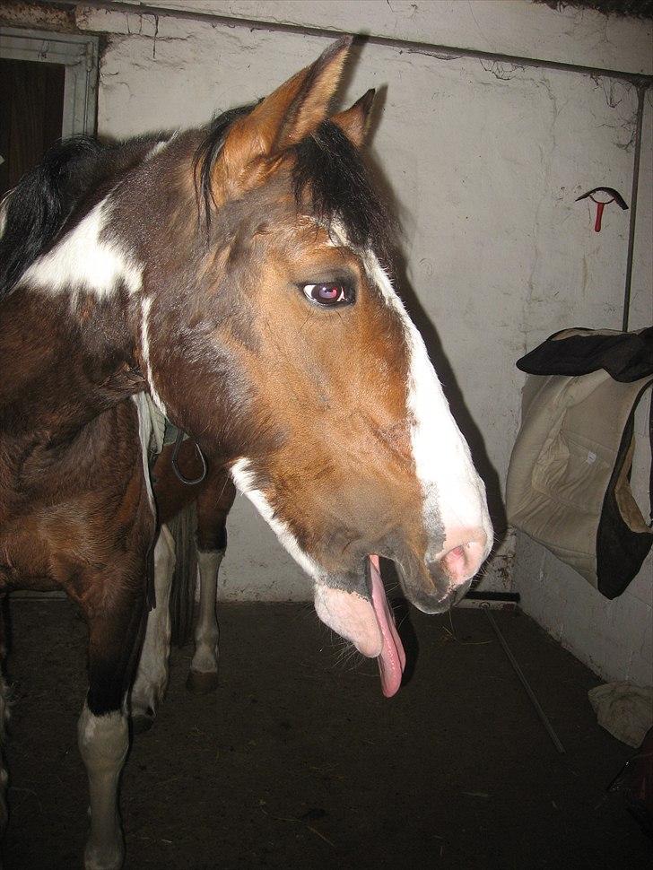 Anden særlig race Johana - endu et gab billede 4