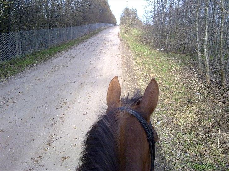 Knabstrupper Juandiazz (stor -lunds enjoy) - Første gang jeg rider Enjoy (3 årig vallak). Satte mig bare op på tur og afsted det gik. billede 11