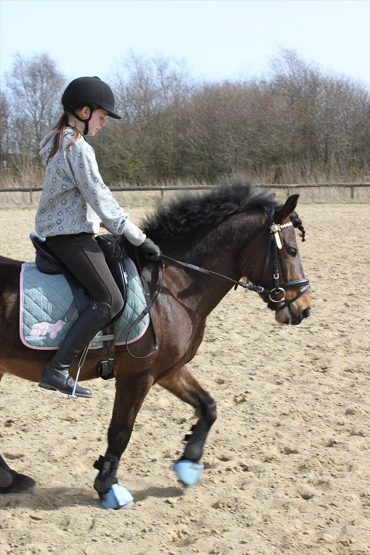 Anden særlig race Nemo - Trav igen  billede 14