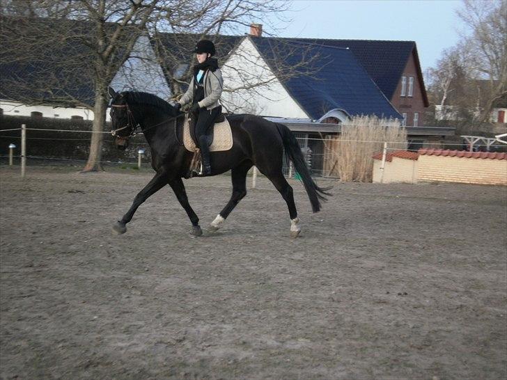 Anden særlig race Pepita billede 2