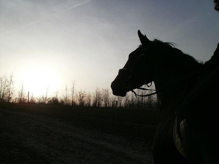 Anden særlig race Pepita - Pipi i solen :-) billede 3