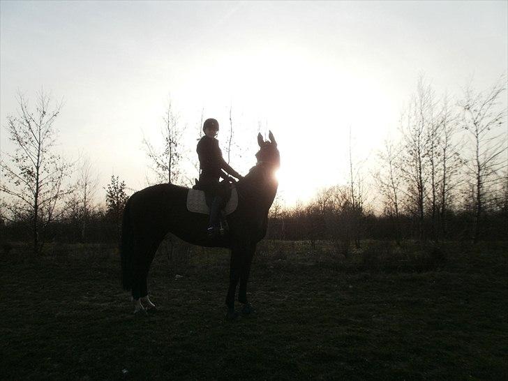 Anden særlig race Pepita billede 4