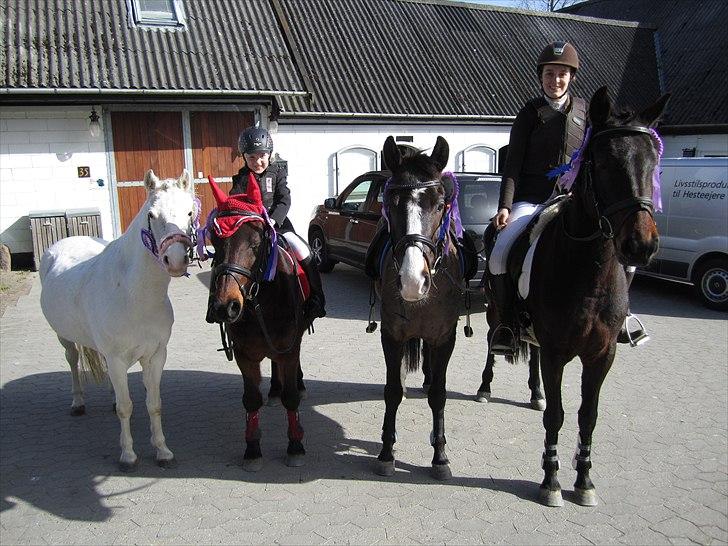 Anden særlig race Lukas Søblink SOLGT - fra venstre: Oline, Go-go (& Caroline), Lukas og Lynette(og Emma):-) billede 16