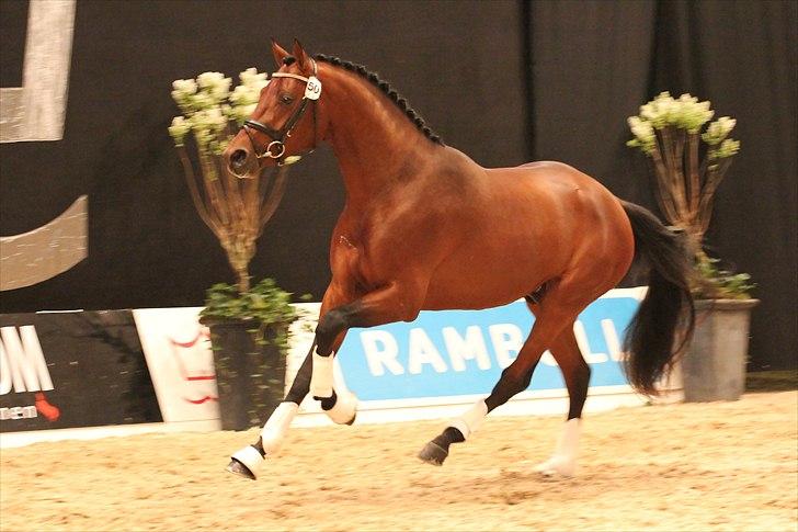 Dansk Varmblod Lukas Stensvang - DV-hingstekåring 2011 (foto: horsenews.dk) billede 1