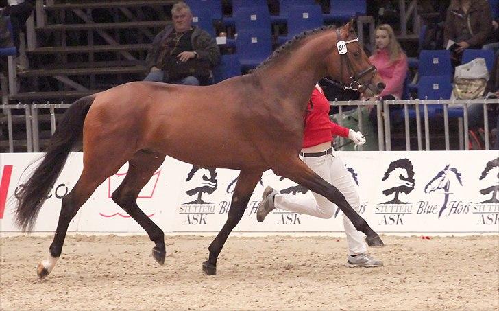 Dansk Varmblod Lukas Stensvang - DV-hingstekåring 2011 (foto: horsenews.dk) billede 4