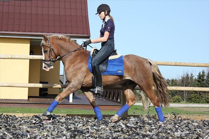 Welsh Cob (sec D) Fjordglimt Mr. George billede 2