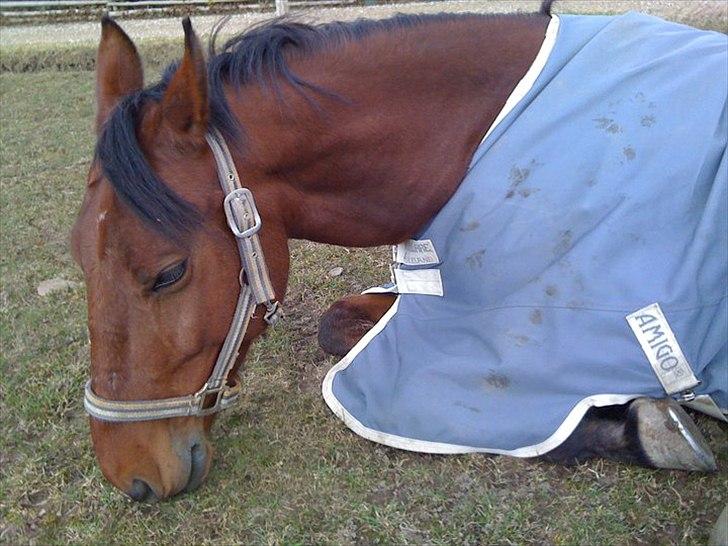 Anden særlig race Løgskov´s Palle. - Lille Palle var nem at fange den dag !! <3 Lå bare sammen med ham en halv time :D  billede 2