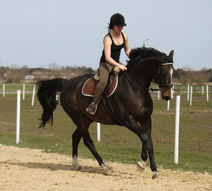 Dansk Varmblod Cor de'Light  R.I.P <3 - Foto: Nanna Busk (mig) Rytter: trine  billede 11