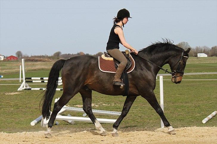 Dansk Varmblod Cor de'Light  R.I.P <3 - Foto: Nanna Busk (mig)  Rytter: trine billede 12