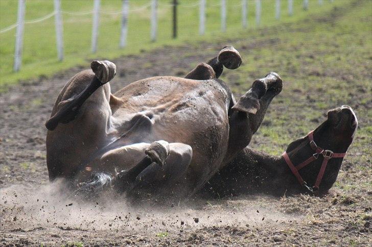 Dansk Varmblod Cor de'Light  R.I.P <3 - Foto: Nanna Busk (mig)   billede 13