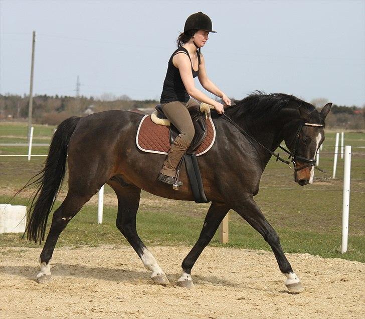 Dansk Varmblod Cor de'Light  R.I.P <3 - Foto: Nanna Busk (mig)  Rytter: Trine billede 14