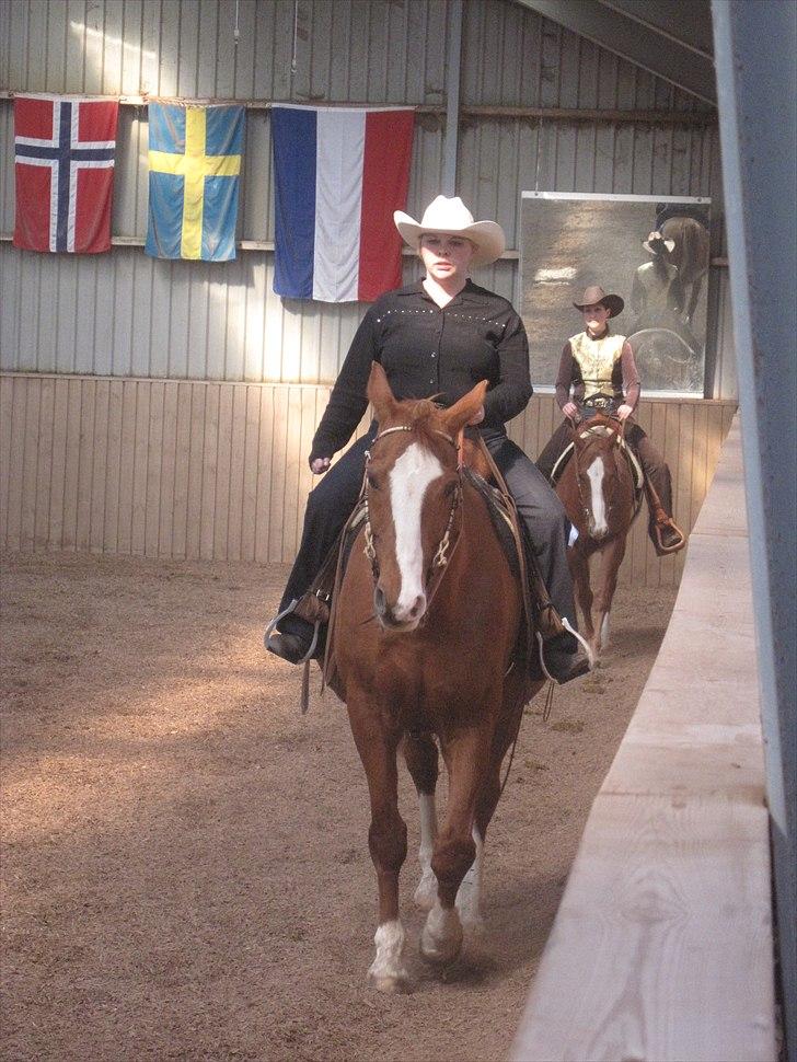 Dansk Varmblod Balou Vibeland billede 10