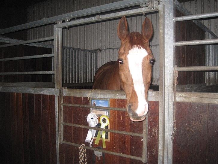 Dansk Varmblod Balou Vibeland - Tak for en dejlig dag.. Den glemmer jeg aldrig billede 13