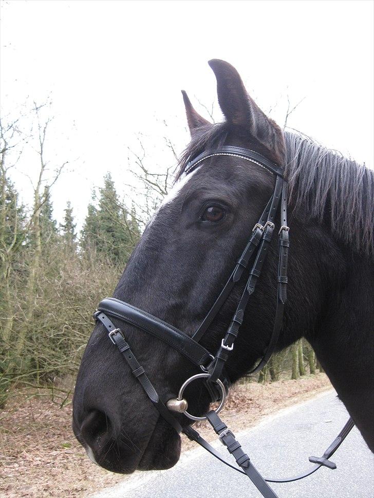 Anden særlig race Markus - Vi går tit en lille tur, det er så hyggeligt :-) billede 13