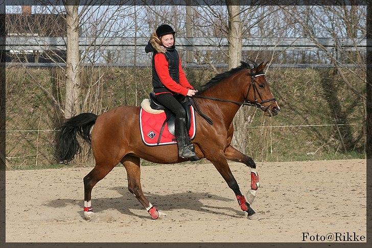 Hollandsk Sportspony Phebie billede 9