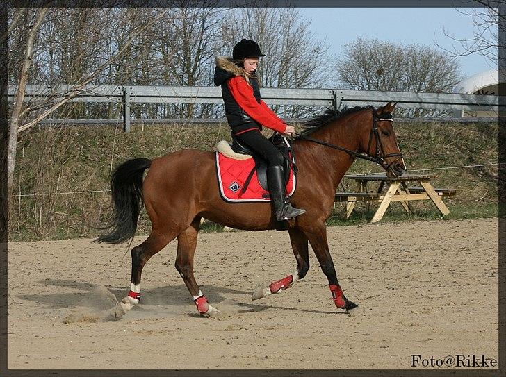 Hollandsk Sportspony Phebie billede 6