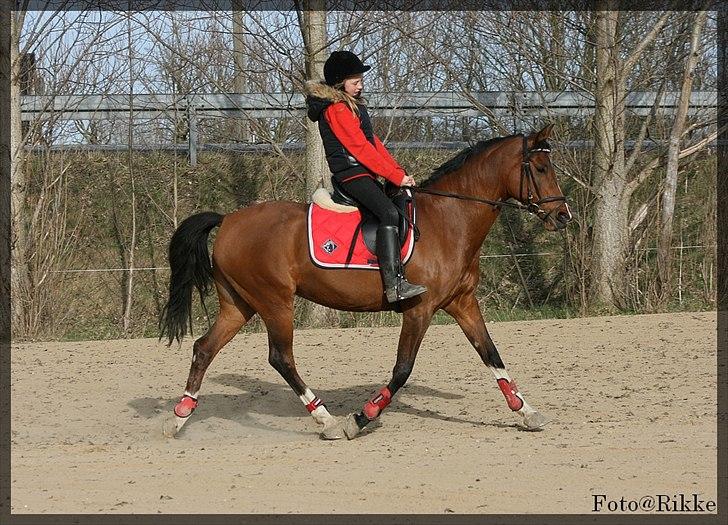 Hollandsk Sportspony Phebie billede 12