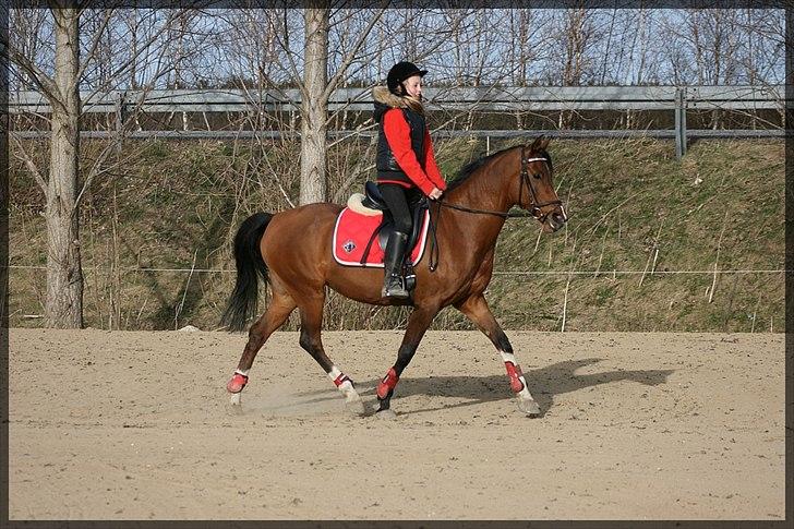 Hollandsk Sportspony Phebie billede 13