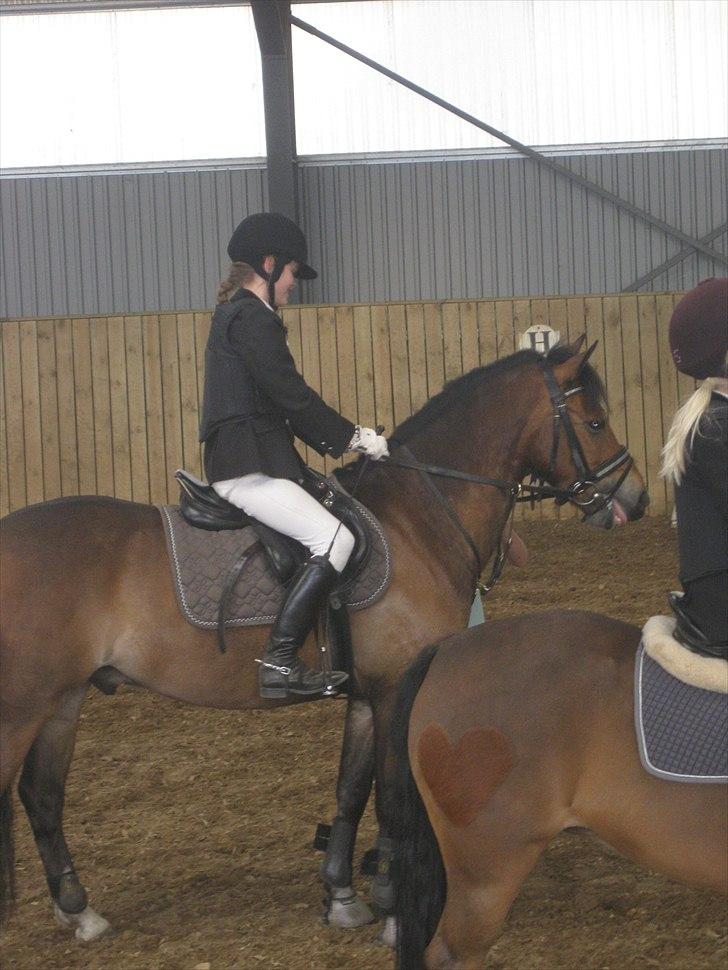 Anden særlig race Gyrupgaards Bailey B PONY - Lille b og Emilie til præmie overrakkelse i LD med en anden plads :) billede 16