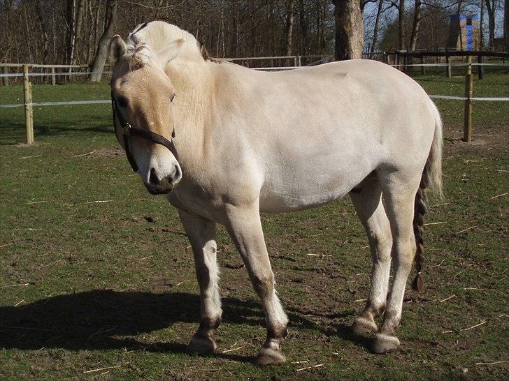 Fjordhest Tarock billede 6