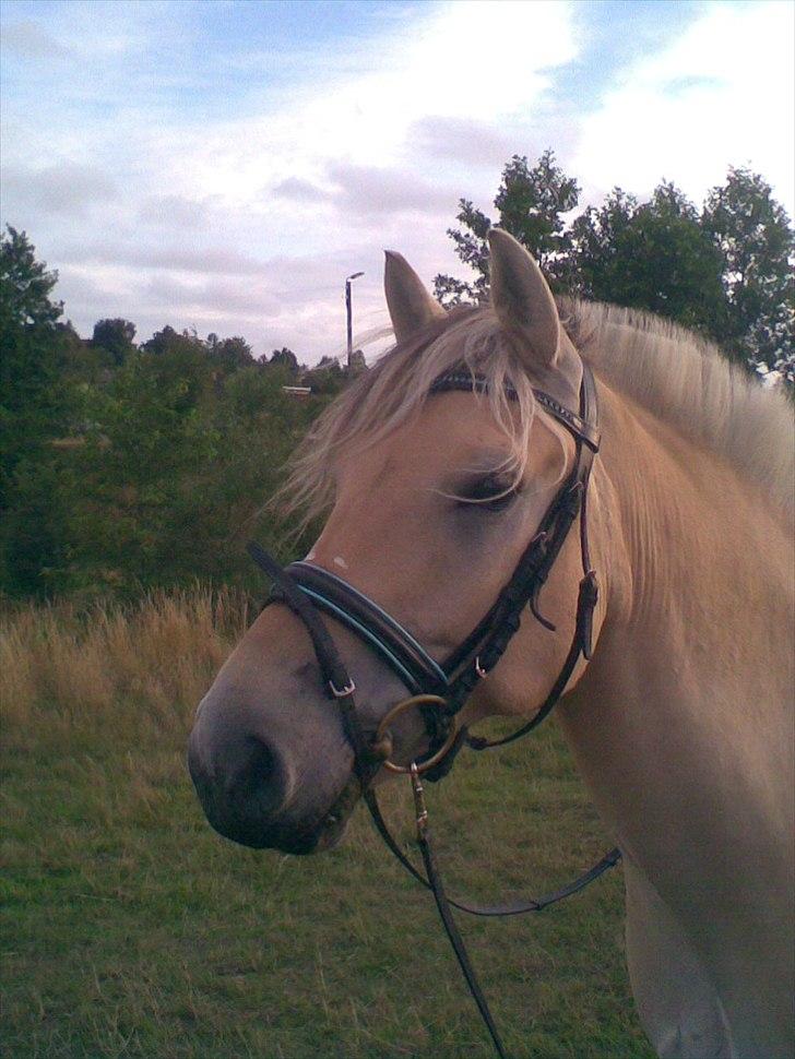 Fjordhest Tarock billede 13