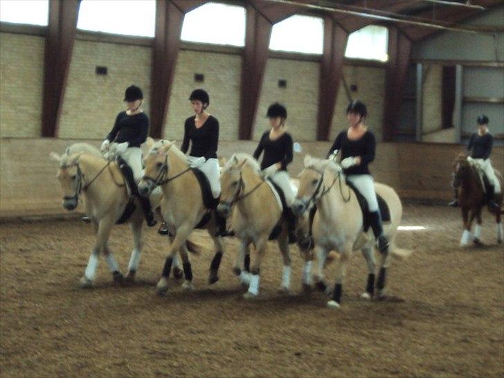 Fjordhest Tarock - 10 års jubilæums kvadrillie billede 16