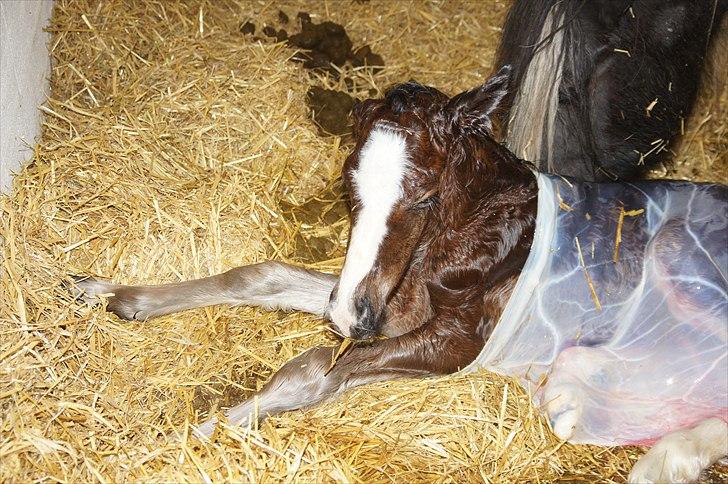 Irish Cob Hauge´s Aurora *solgt* billede 5