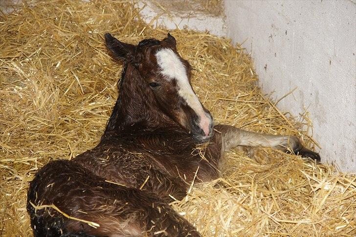 Irish Cob Hauge´s Aurora *solgt* billede 6