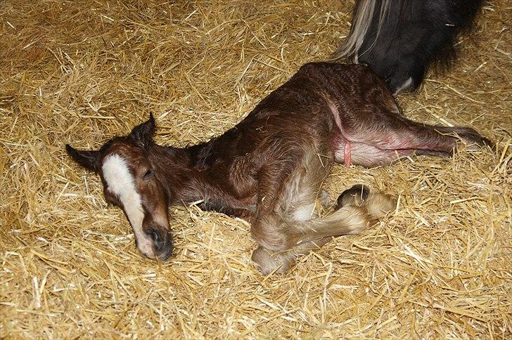 Irish Cob Hauge´s Aurora *solgt* billede 8
