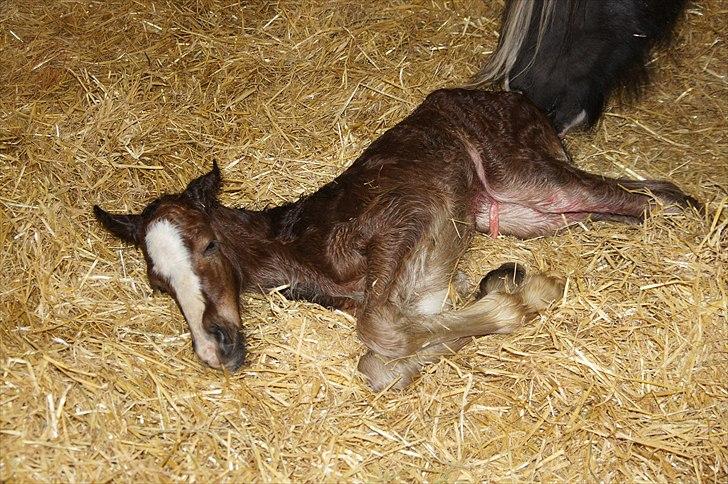 Irish Cob Hauge´s Aurora *solgt* billede 8