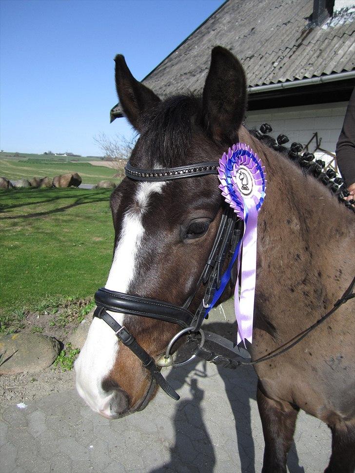 Anden særlig race Lukas Søblink SOLGT - 2 rosetter og 2 nulrunder :-) billede 17